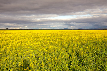 Fototapeta premium Canola Fields Near Smeaton in Victoria Australia