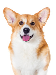 welsh corgi dog smiling on a white background