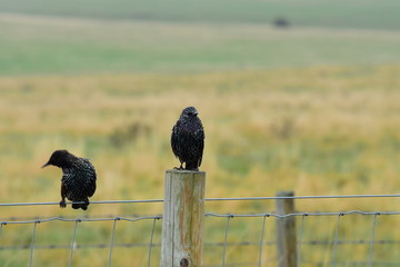 Birds