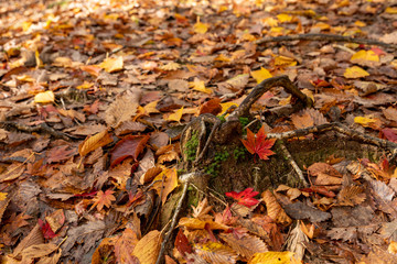 岡山県　岡山森林公園　紅葉