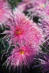 Beautiful Chrysanthemums in garden. Flowers as background picture. Chrysanthemum wallpaper. Japanese style. Autumn garden of chrysanthemums.