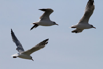 Fototapeta premium Mouettes en vol