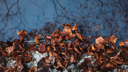 the leaves of the trees are red in the fall on forest and have nice reflection on wather