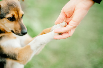 Dog paw and human hand. Concept of volunteering and animal shelters