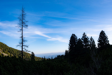 Panoramic view of the tatramountains and forest in Slovakia where there is a brilliant view of the forest, where such a queen stands a withered spruce whose silhouette stands out on a bright blue sky
