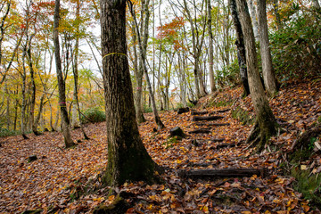 岡山県　岡山森林公園　紅葉