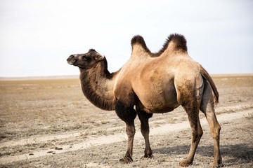 A wild camel, Xin Jiang province , China