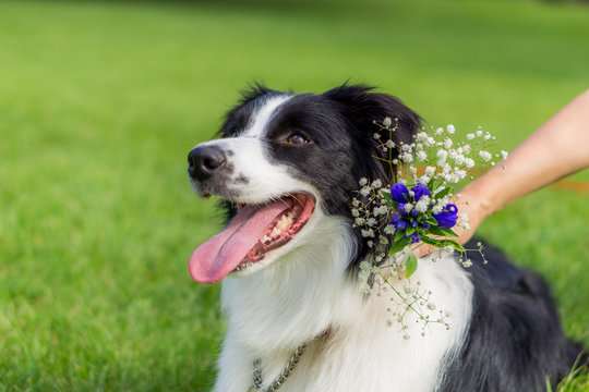 牧羊犬images Browse 1 594 Stock Photos Vectors And Video Adobe Stock