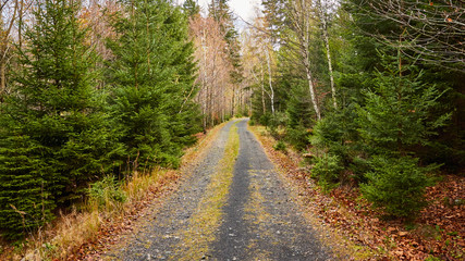 Path in mountain forest in Karkonosze National Park, Poland.
