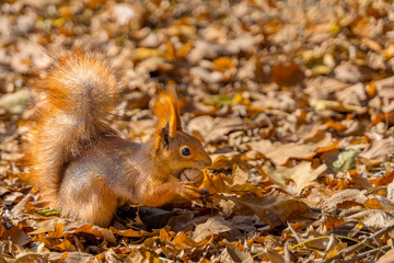 Naklejka na ściany i meble fluffy squirrel holds a nut in his mouth