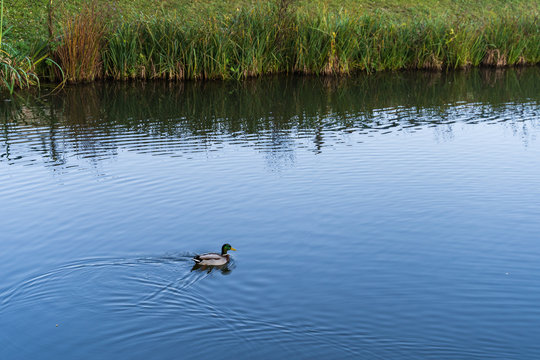duck swimming on the lake in sunny weather