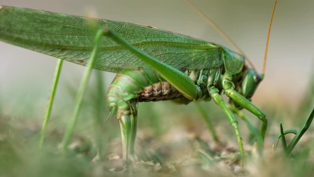 Big green locust female lays eggs