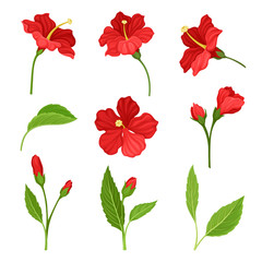 Beautiful Hibiscus Flowers and Leaves Vector Illustrated Set