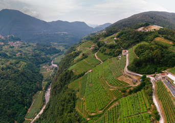 Aerial view of the alpine vineyards on a summer day. flat rows of fields, farms, small village of Faver, famous for wine production. Italian Alps, Trento Province, Trentino Alto Adige, Italy, Europe