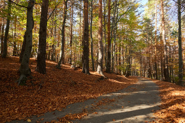 Forest Of Tall Trees At Autumn Sun With Long Shadows