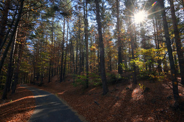 Country Road Through Autumn Forest
