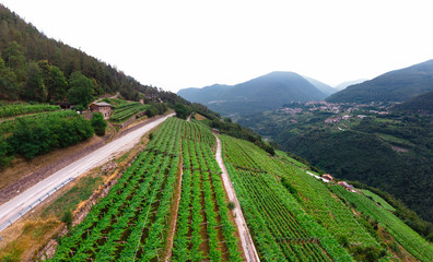Fototapeta na wymiar Road near the alpine vineyards on a summer day. flat rows of fields, farms, small village of Faver, famous for wine production. Italian Alps, Trento Province, Trentino Alto Adige, Italy, Europe