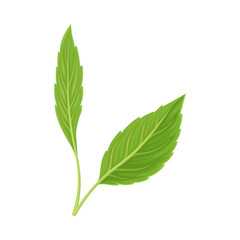 Green Leaf Vector Illustrated Icon For Decorative Purpose