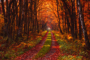 Autumn forest at misty morning with rays of warm sun light shine through branches on gold fall leaves.
