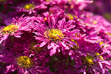 Obraz premium Beautiful Chrysanthemums in garden. Flowers as background picture. Chrysanthemum wallpaper. Japanese style. Autumn garden of chrysanthemums.