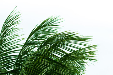 palm leaves isolated on white background, view from down
