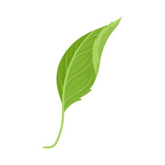 Green Leaf Vector Illustrated Icon For Decorative Purpose