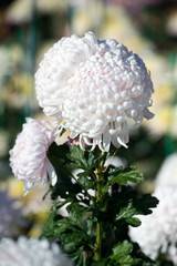 Beautiful Chrysanthemums in garden. Flowers as background picture. Chrysanthemum wallpaper. Japanese style. Autumn garden of chrysanthemums.