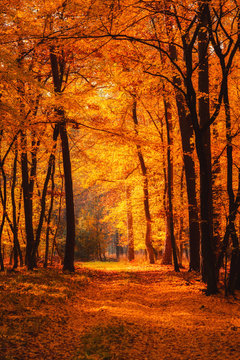 Autumn forest at warm fall day sun shining through golden foliage.