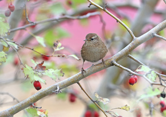 The Eurasian wren (Troglodytes troglodytes) filmed on branches of a hawthorn bush with red berries