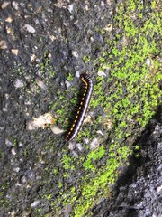 Harpaphe haydeniana commonly known as the yellow-spotted millipede or even as  night train millipede 