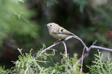 The goldcrest (Regulus regulus) portright shot close-up on a thuja branch