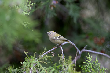 The goldcrest (Regulus regulus) portright shot close-up on a thuja branch