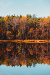 Forest autumn lake fall trees and colorful golden foliage reflection in still water