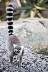 A ringtailed lemur in Melbourne zoo