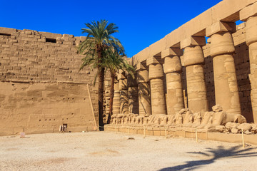 Palm trees in Karnak temple complex in Luxor, Egypt