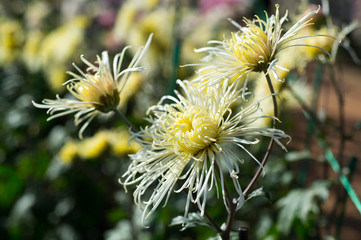 Beautiful Chrysanthemums in garden. Flowers as background picture. Chrysanthemum wallpaper. Japanese style. Autumn garden of chrysanthemums.