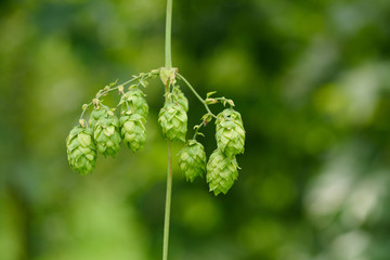 Fresh hop cones on hops yarn farm.