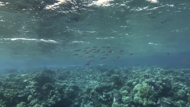 Large flock of squids swims on a coral reef background Bigfin reef squid or Oval squid (Sepioteuthis lessoniana) 