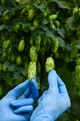 Scientist show two hops cones in hands on hop yard for beer production.
