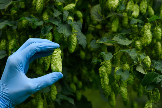 Hops cone in scientist hand on hop yard for beer production