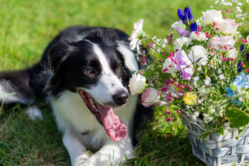 ボーダーコリー　犬　牧羊犬　シープドッグ　花