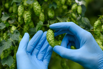 Ripe hop cone inspection on hops yarn farm.