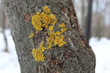 lichen on bark