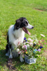 ボーダーコリー　犬　牧羊犬　シープドッグ　花