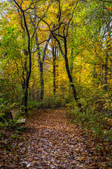 Fototapeta na wymiar Autumnal Trail