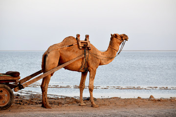 camel in the desert Rann of kutch