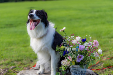 Fototapeta premium ボーダーコリー 犬 牧羊犬 シープドッグ 花