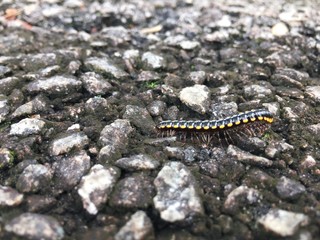 Harpaphe haydeniana commonly known as the yellow-spotted millipede or even as  night train millipede 