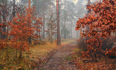 Fototapeta premium Forest. Autumn. The fog descended and made the outlines of the trees ghostly and mysterious. A pleasant walk in the forest, dressed in an autumn outfit.