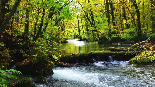 View of Oirase River at the side of Oirase Stream Walking Trail with the colorful foliage in autumn season at Oirase Gorge, Aomori, Japan